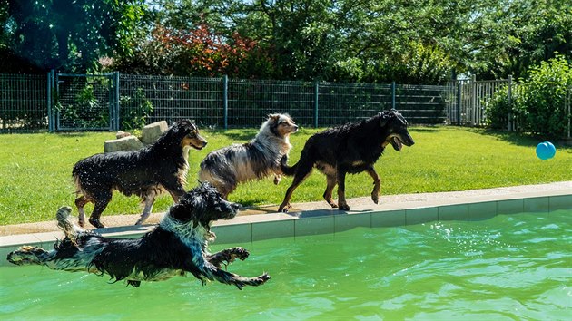 K degustátorům granulí patří také psi loveckých plemen, kteří s oblibou řádí ve vlastním bazénu.