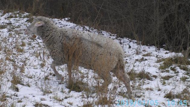 Stádo ovcí se nekontrolovaně pohybovalo na trávě u frekventované silnice v Bystrcké ulici v Brně.