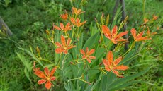 Belamcanda chinensis neboli angínovník