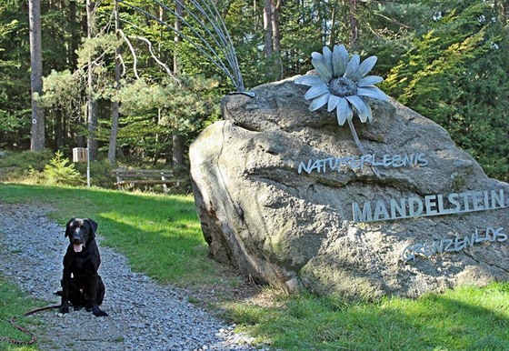 trnáctimsíní labrador Marley u se z brutálních útok pedchozího majitele...