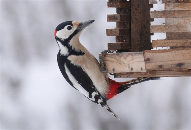 Moravskoslezská ptačí rarita. Strakapoudů je v regionu více než jinde v Česku