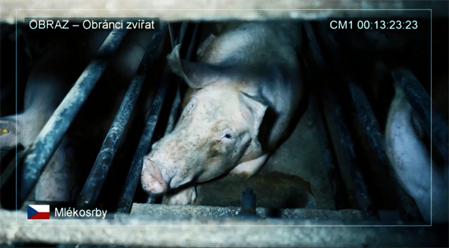 Obránci zví�at nato�ili chov prasnic v klecích v Mlékosrbech na Hradecku.