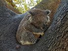 Koala se chrání ped horkem v korun strom, Adelaide (13. ledna 2019)