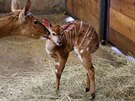 Prvním přírůstkem jihlavské zoo v roce 2019 se stalo mládě nyaly nížinné....