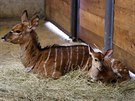 Prvním přírůstkem jihlavské zoo v roce 2019 se stalo mládě nyaly nížinné....