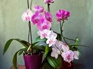 Pokud seskupíte více kvetoucích orchidejí dohromady, bude výsledek dokonalý.