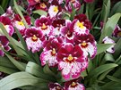 Miltonia  macekovitá orchidej. Má sametové kvty s barevnými vzory, které...