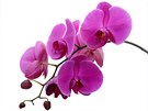 Pi výbru orchideje respektujte nároky daného druhu na teplotu. Co je vám...