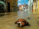 1997. Pes plave v zatopené ulici Uherského Hradit, 11. ervence 1997. (Petr...
