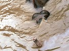 2002. Poslední minuty slona Kadíry v zatopené praské ZOO, 13. srpna 2002....