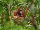 2018. Orangutaní matka s umírajícím potomkem, Kalimantan (Luká Zeman)
