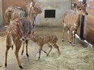 Nyala n�inn� v jihlavsk� zoo