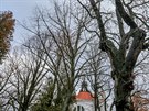 Alej listnatch strom ped kostelem svatho Michala v Bechyni m bt pokcena...