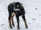 Jehn ovce domácí kamerunské je prvním letoním pírstkem Zoo Praha. A hned si...
