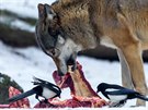Vlk eurasijský hoduje na kusu masa spolu se strakami.