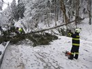 Odklzen popadanch strom na silnici u Janskch Lzn v Krkonoch.