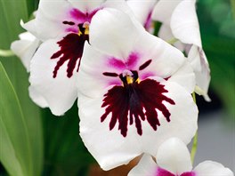 Miltonia  macekovit orchidej. M sametov kvty s barevnmi vzory, kter...