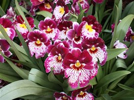 Miltonia  macekovit orchidej. M sametov kvty s barevnmi vzory, kter...