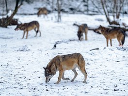 Stačí sněhový poprašek a z výběhu vlků euroasijských se stává velkolepá scéna -...