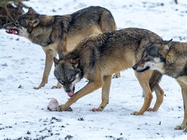 Smečka vlků eurasijských