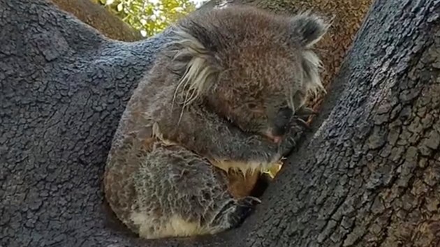 Koala se chrn ped horkem v korun strom, Adelaide (13. ledna 2019)