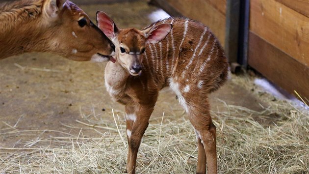Prvnm prstkem jihlavsk zoo v roce 2019 se stalo mld nyaly ninn. Samika z druhu jihoamerickch antilop se narodilo hned prvn den novho roku.