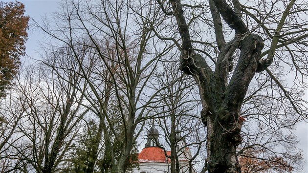 Alej listnatch strom ped kostelem svatho Michala v Bechyni m bt pokcena kvli rekonstrukci.