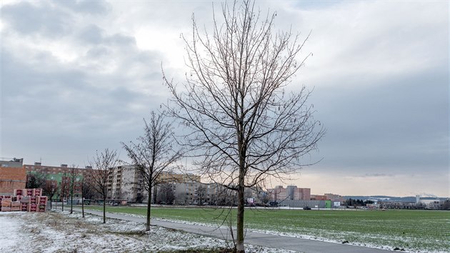 Pohled na javory tvoc alej, kterou si ped deseti lety u pleitosti vro vzniku eskoslovenska vyszeli Prostjovan u stezky vedouc k biokoridoru Hlouela. Te maj bt kvli stavb cyklostezky pokceny.