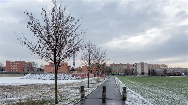 Pohled na javory tvoc alej, kterou si ped deseti lety u pleitosti vro vzniku eskoslovenska vyszeli Prostjovan u stezky vedouc k biokoridoru Hlouela. Te maj bt kvli stavb cyklostezky pokceny.