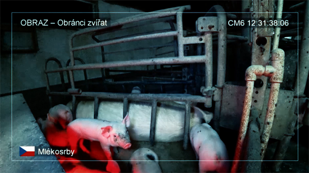 Obr�nci zv��at nato�ili chov prasnic v klec�ch v Ml�kosrbech na Hradecku.