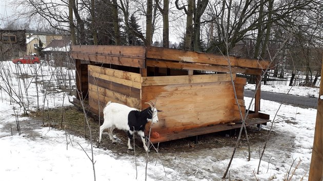 Koza v pechodnm "bydliti" v Krsn Lp, ne se pid ke stdu u partnerskho podniku nrodnho parku. 