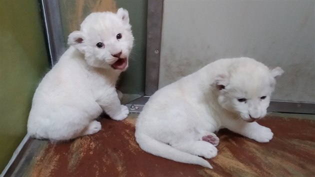 Hodonnsk zoo se pyn malmi lvaty, kter maj vzcnou smetanovou barvu.