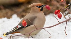 Pozn�te, kdo k v�m p�il�t� na krm�tko? (2)