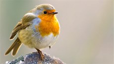 Pozn�te, kdo k v�m p�il�t� na krm�tko? (3)