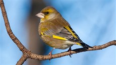 Pozn�te, kdo k v�m p�il�t� na krm�tko? (18)