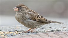 Pozn�te, kdo k v�m p�il�t� na krm�tko? (16)