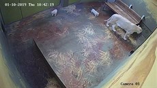 Smetanov bílá lvíata v hodonínské zoo