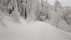 Stromy zasypan� sn�hem v lednu v Beskydech