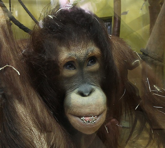 Orangutani z ústecké zoo patří u návštěvníků mezi oblíbená zvířata. V budoucnu...