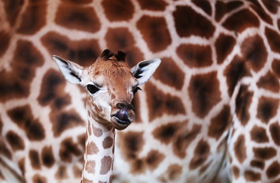 V pražské zoo se narodila v pátek 25. ledna nová žirafa. Její matka je Faraa ze...