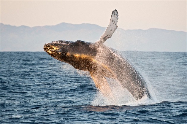 Velryba se zlomenou páteří překonala tisíce kilometrů, cesta je její poslední