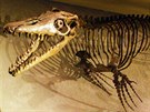 První kostra mosasaura byla objevena v roce 1764 u nizozemského Maastrichtu.