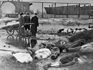 Peiví pohbívají mrtvé za blokády Leningradu za 2. svtové války.