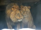 Lvi berbertí by se v liberecké zoo mli dokat asem vtího výbhu. 