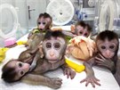 SMUTNÉ OI. Opiky naklonované z genticky upraveného makaka s poruchou denního...