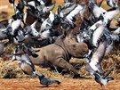 NOVÍ KAMARÁDI. Holubi létají okolo samice nosoroce Karen Peles, pojmenované...
