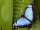 V dubnu i letos zane výstava tropických motýl ve skleníku Fata Morgana.