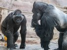Gorilí samice Kamba se stříbrohřbetým samcem Richarden, před kterým se...