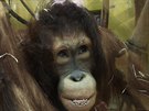 Orangutani z steck zoo pat u nvtvnk mezi oblben zvata. V budoucnu...