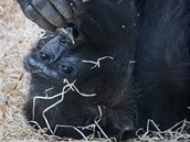 Odpočívající gorila Kamba